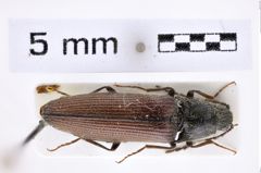 Foto (Dorsalansicht) von Melanotus kabateki (Platia & Schimmel, 2001) (NHMW-ZOO-COL-0007647)